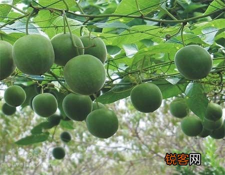 夏季炎热喝什么好，罗汉果炖雪梨可防“化痰止咳”