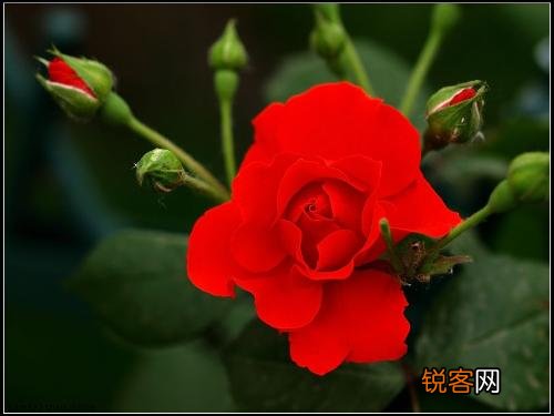 好吃又减肥的家常菜