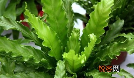 鸟巢蕨的作用及食用方法