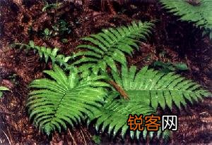 荚果蕨的营养功效及食用方法