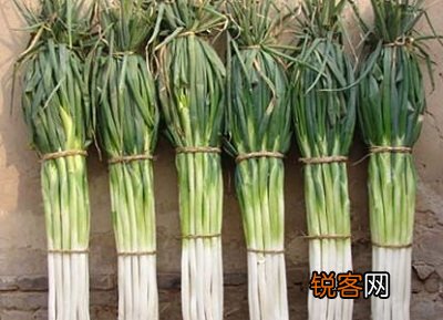 韭葱是什么及怎么吃