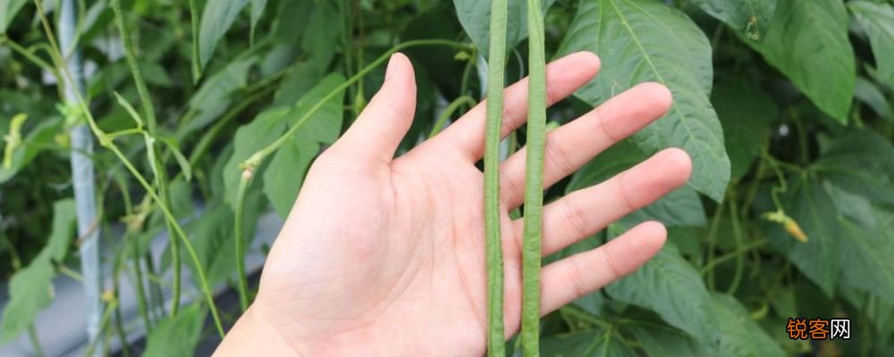 补肾健脾的八大常见野菜