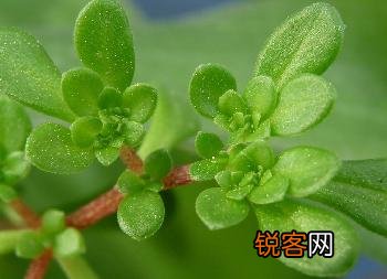 马齿苋是什么