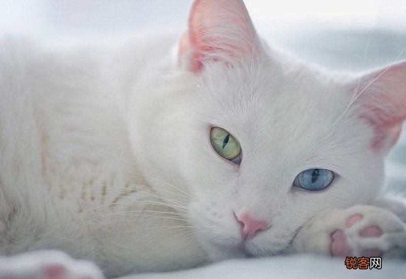 猫的屎有点稀怎么办