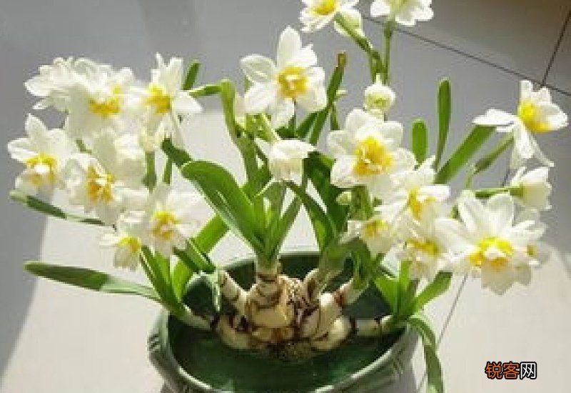 水仙花能二次开花吗