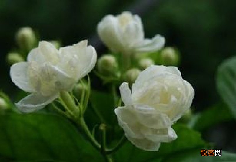 茉莉的花语是什么