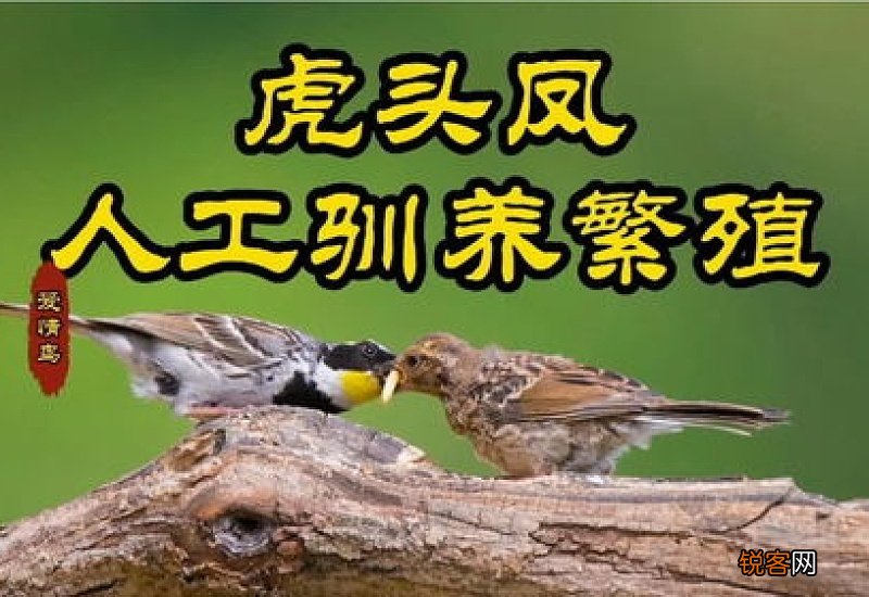 虎头凤怎么繁殖