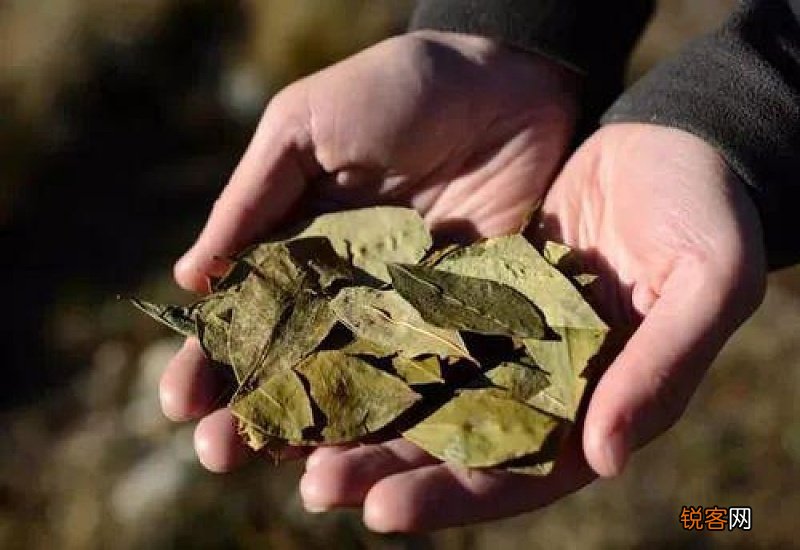 在植物古柯树叶中提取的兴奋剂是什么