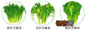 芝麻菜的健康饮食百科