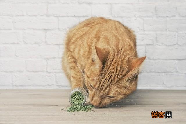猫薄荷为什么会让猫上头 猫薄荷是什么东西