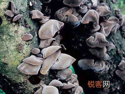 黑木耳并非越黑越好