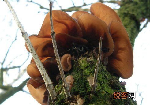 黑木耳并非越黑越好