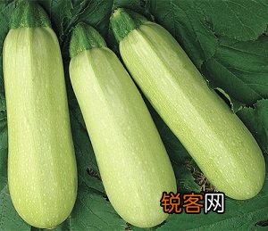 西葫芦的营养价值