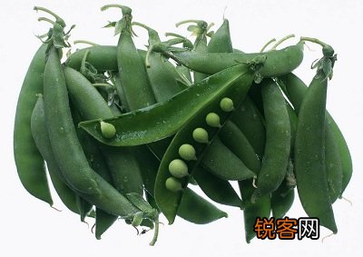 豌豆健康饮食百科