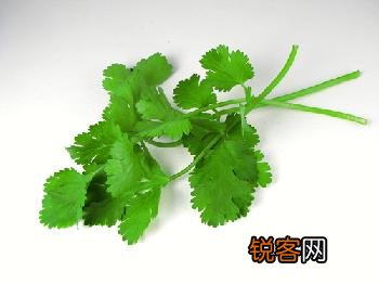 芫荽的功效与作用