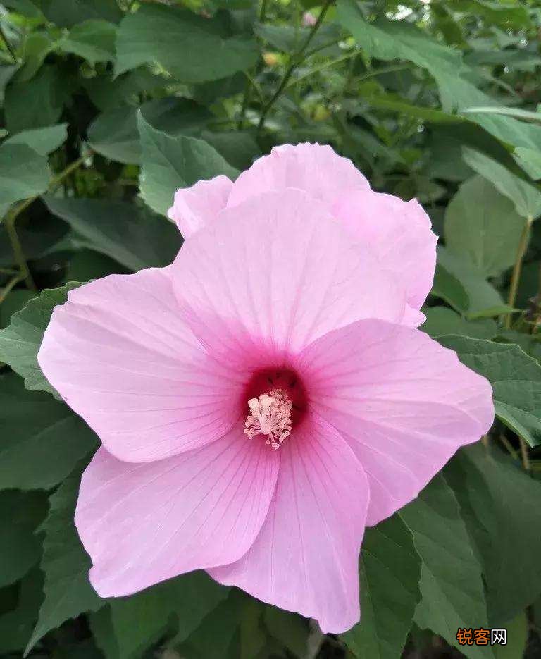 木槿花如何养护保蕾开花 木槿花怎么养