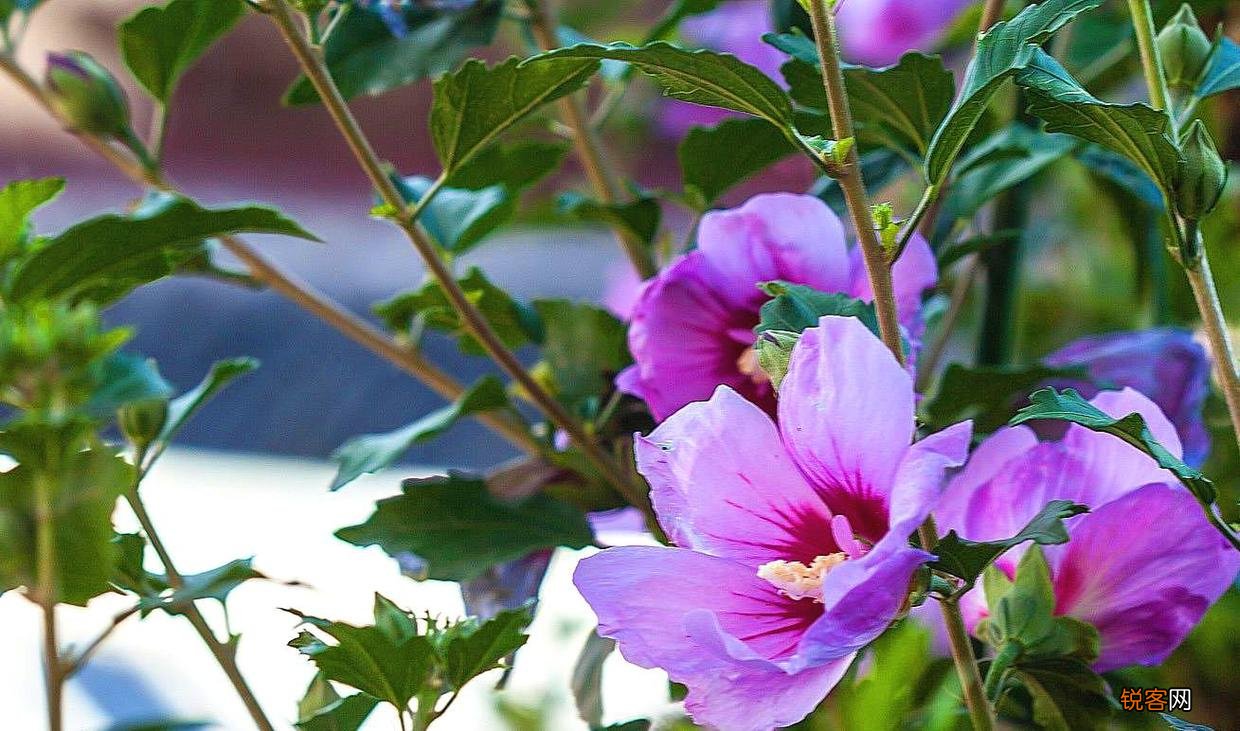 木槿花如何养护保蕾开花 木槿花怎么养