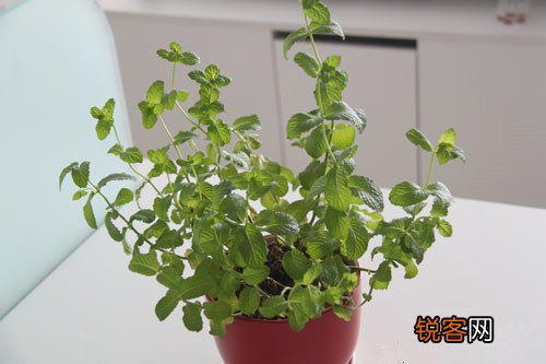 当心！十大最伤胃的食品