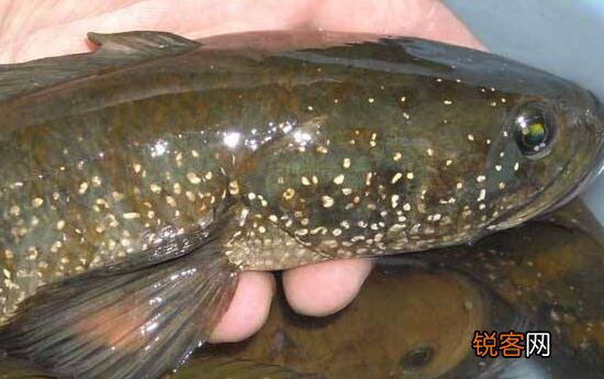七星鱼和鲫鱼的差别