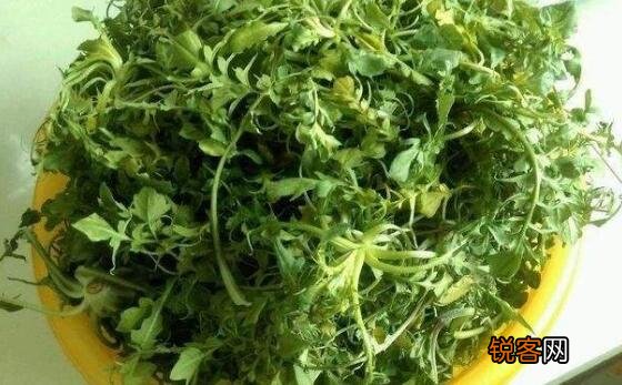什么人不能吃茼蒿 吃茼蒿的禁忌