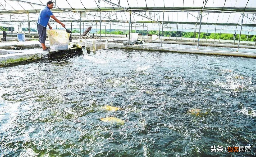 养殖这9种鱼周期短利润高 哲罗鲑鱼特性和养殖方法