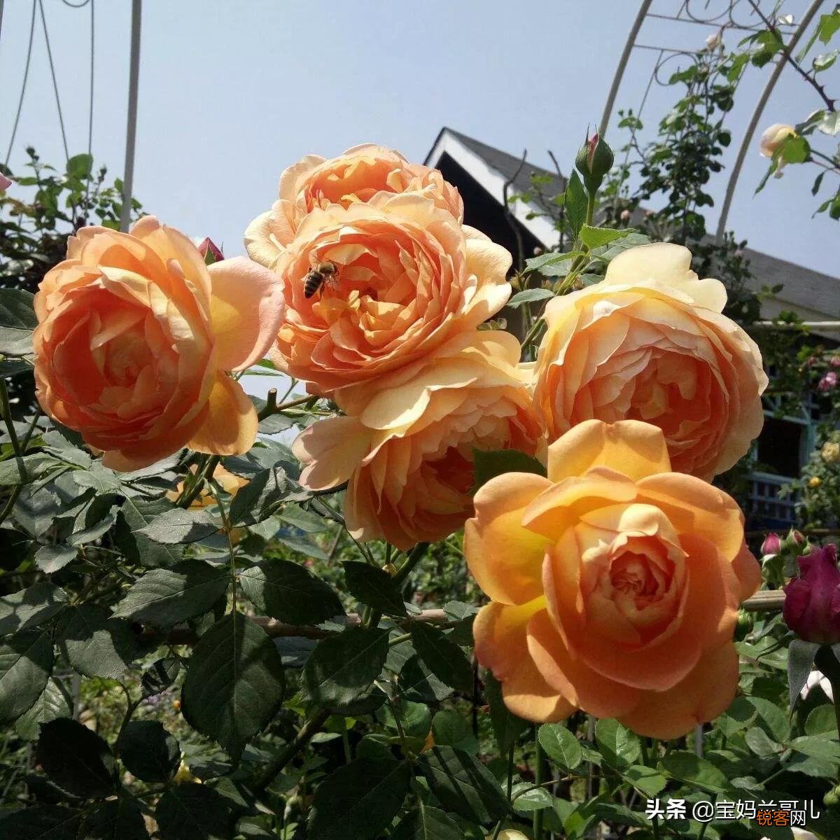 全世界最贵的月季花价格 朱丽叶玫瑰多少钱一支