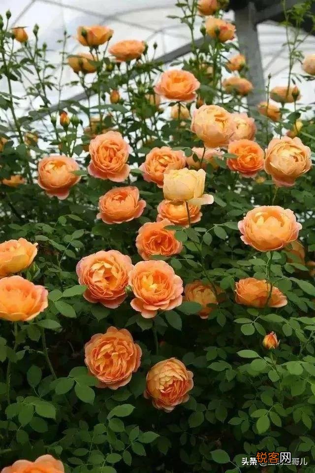 全世界最贵的月季花价格 朱丽叶玫瑰多少钱一支