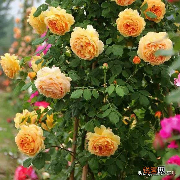 全世界最贵的月季花价格 朱丽叶玫瑰多少钱一支