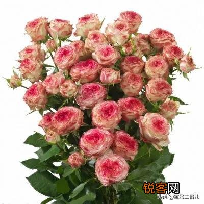 全世界最贵的月季花价格 朱丽叶玫瑰多少钱一支
