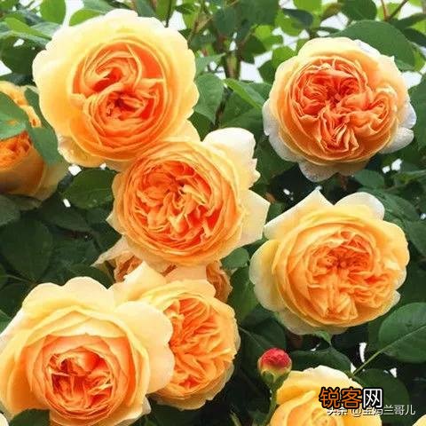 全世界最贵的月季花价格 朱丽叶玫瑰多少钱一支