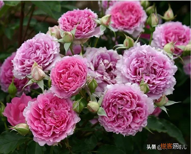 全世界最贵的月季花价格 朱丽叶玫瑰多少钱一支