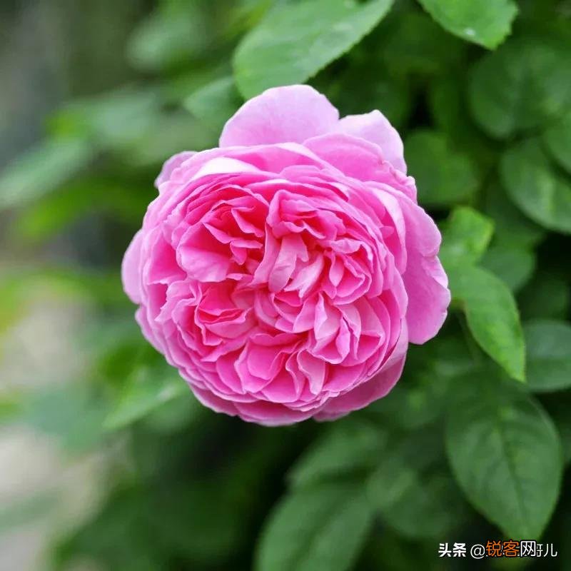 全世界最贵的月季花价格 朱丽叶玫瑰多少钱一支