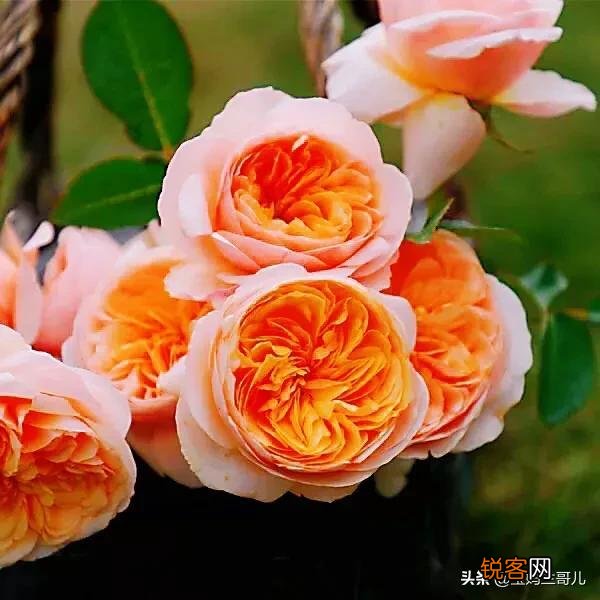 全世界最贵的月季花价格 朱丽叶玫瑰多少钱一支