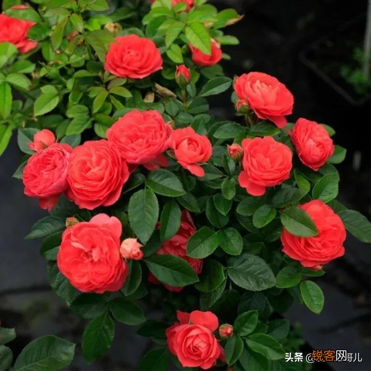 全世界最贵的月季花价格 朱丽叶玫瑰多少钱一支