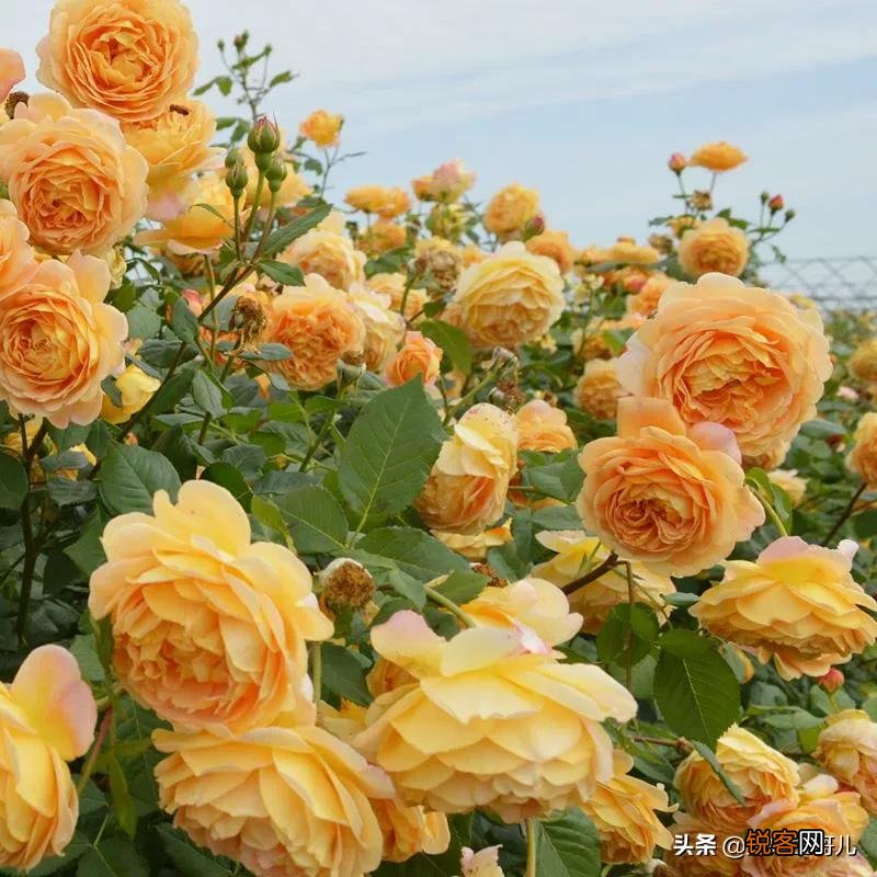 全世界最贵的月季花价格 朱丽叶玫瑰多少钱一支