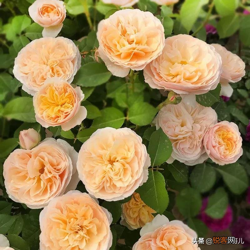 全世界最贵的月季花价格 朱丽叶玫瑰多少钱一支