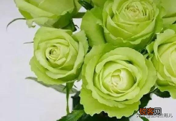 全世界最贵的月季花价格 朱丽叶玫瑰多少钱一支