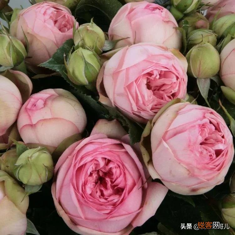 全世界最贵的月季花价格 朱丽叶玫瑰多少钱一支