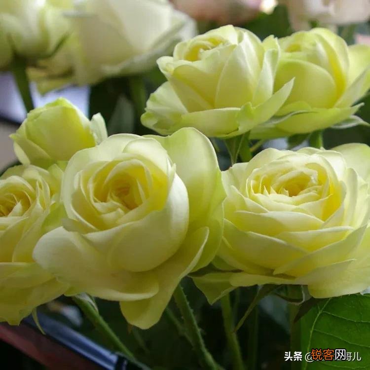 全世界最贵的月季花价格 朱丽叶玫瑰多少钱一支