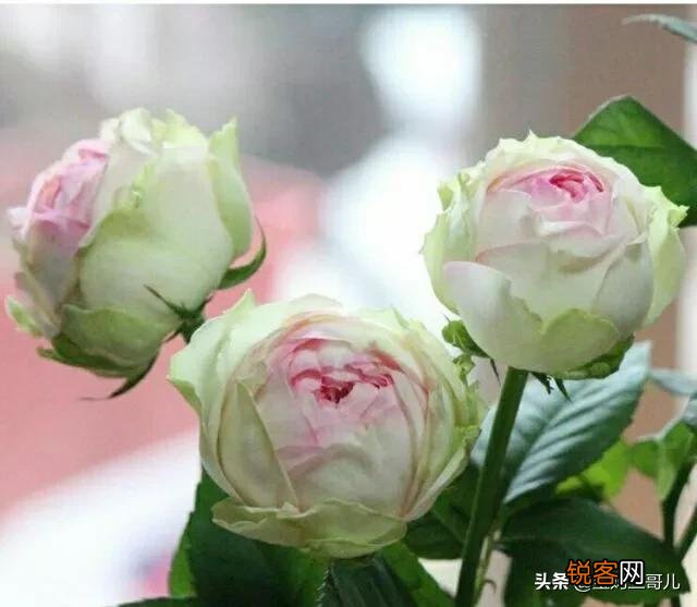 全世界最贵的月季花价格 朱丽叶玫瑰多少钱一支