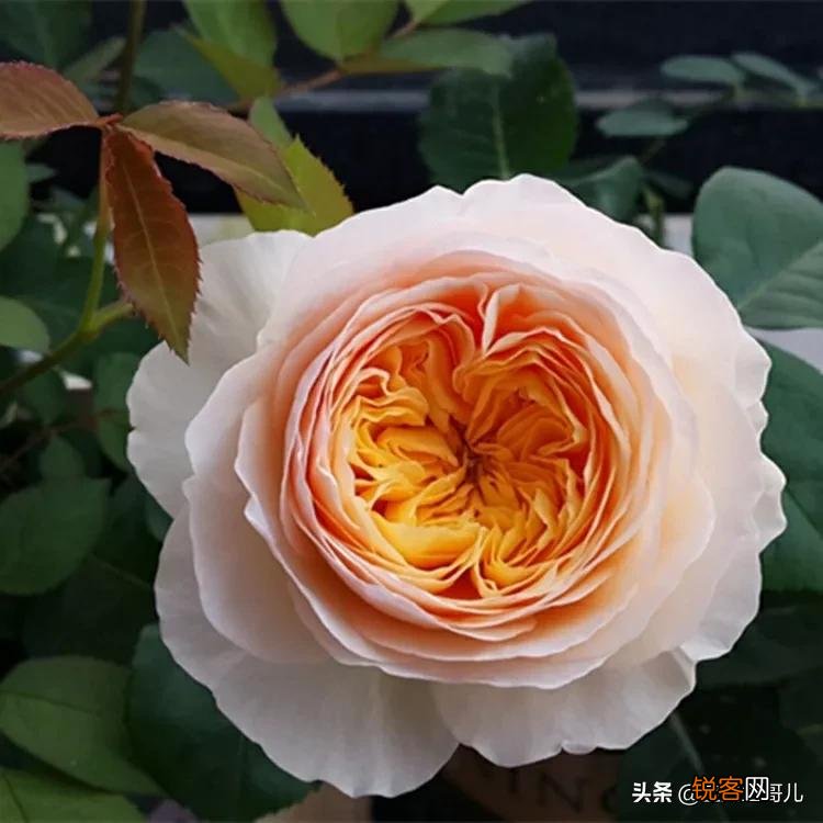 全世界最贵的月季花价格 朱丽叶玫瑰多少钱一支