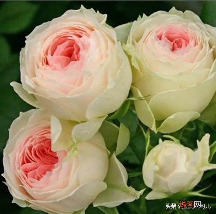 全世界最贵的月季花价格 朱丽叶玫瑰多少钱一支