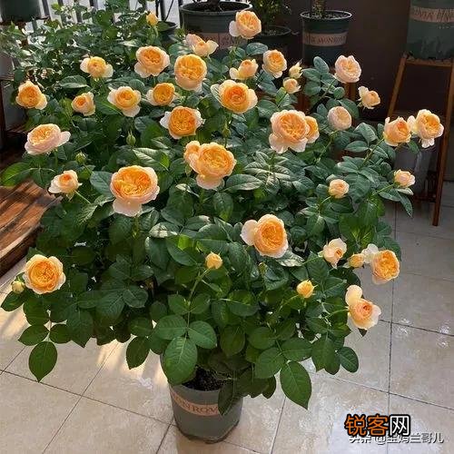全世界最贵的月季花价格 朱丽叶玫瑰多少钱一支