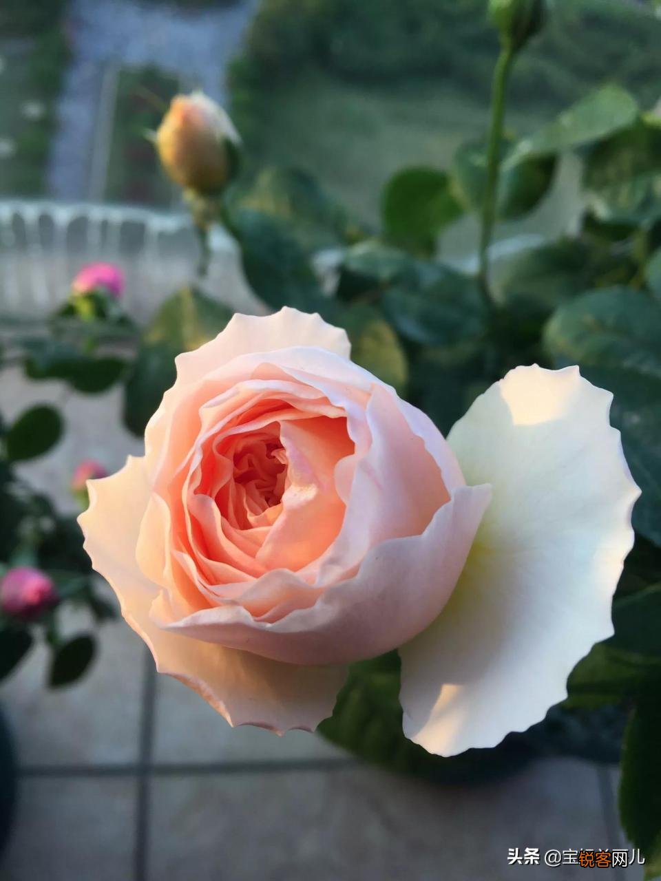 全世界最贵的月季花价格 朱丽叶玫瑰多少钱一支