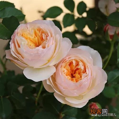 全世界最贵的月季花价格 朱丽叶玫瑰多少钱一支