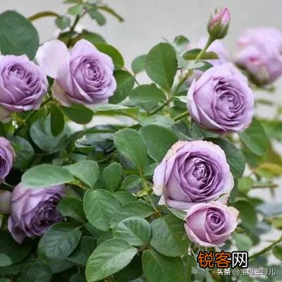 全世界最贵的月季花价格 朱丽叶玫瑰多少钱一支