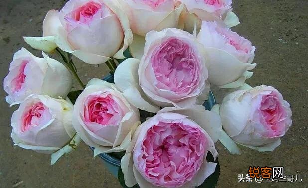 全世界最贵的月季花价格 朱丽叶玫瑰多少钱一支